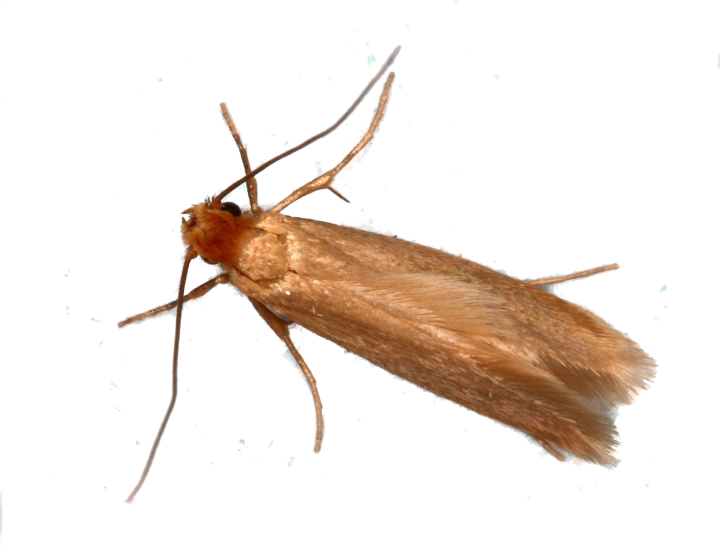 Mites des tissus